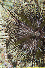 sea urchin